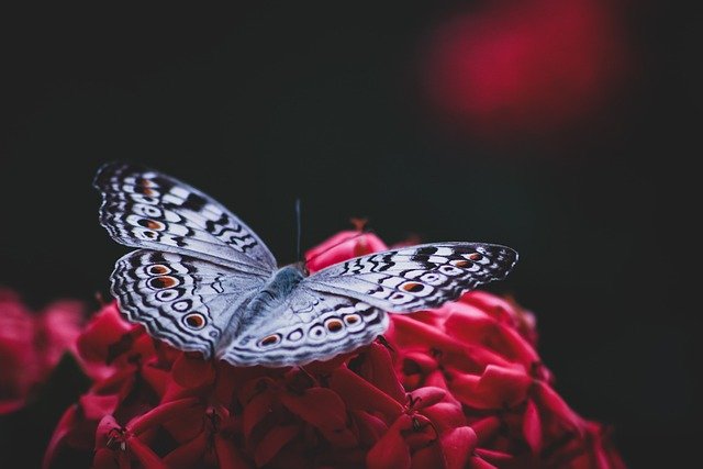 grey-pansy-butterfly-6342355_640